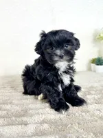 Susie, a female Shihpoo for sale in Indianapolis, IN – Photo 2 of 6