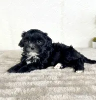 Susie, a female Shihpoo for sale in Indianapolis, IN – Photo 3 of 6