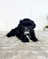 Susie, a female Shihpoo for sale in Indianapolis, IN – Photo 6 of 6