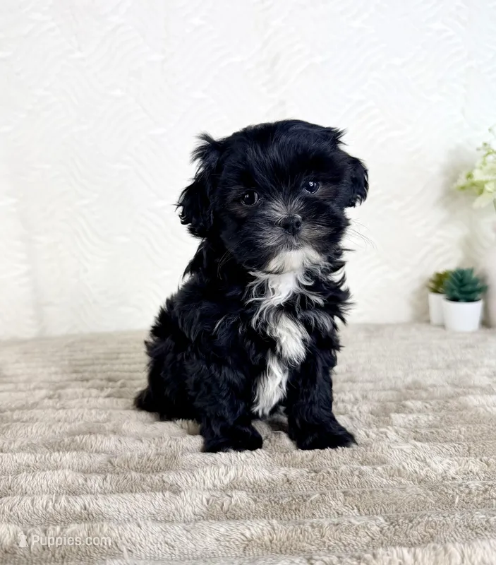 Susie – Shihpoo puppy for sale in Indianapolis, IN