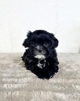 Susie, a female Shihpoo for sale in Indianapolis, IN – Photo 4 of 6