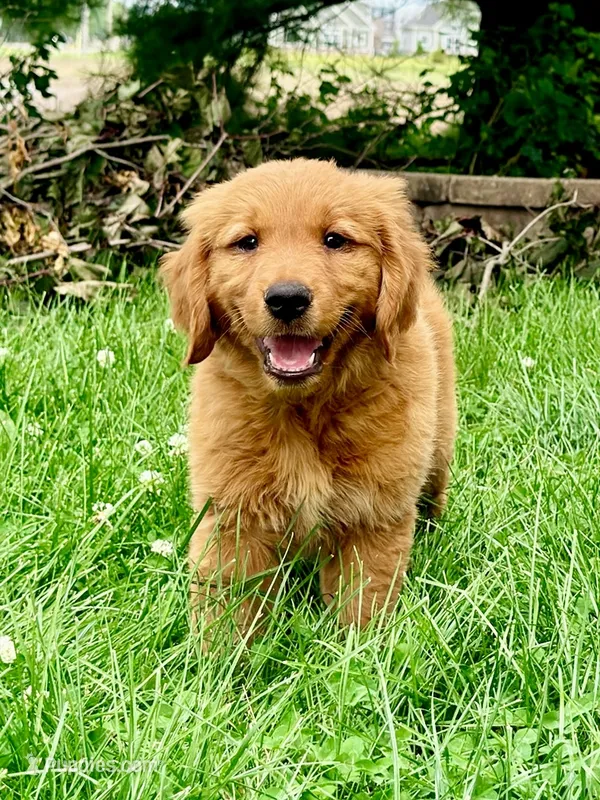 Ruby – Golden Retriever puppy for sale in Indianapolis, IN