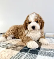 Kevin, a male Miniature Bernedoodle for sale in Indianapolis, IN – 5 of 5
