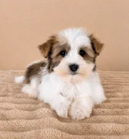 Henry, a male Havanese for sale in Indianapolis, IN – 4 of 5
