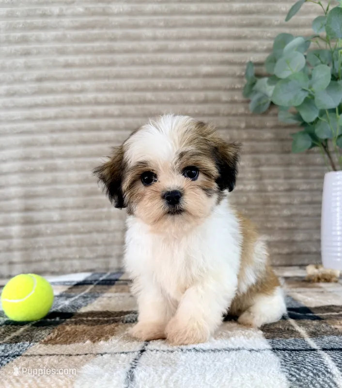 Sally – Mal Shi puppy for sale in Indianapolis, IN