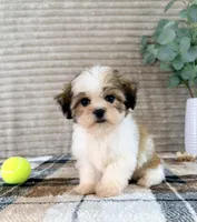 Sally, a female Mal Shi for sale in Indianapolis, IN – 1 of 5