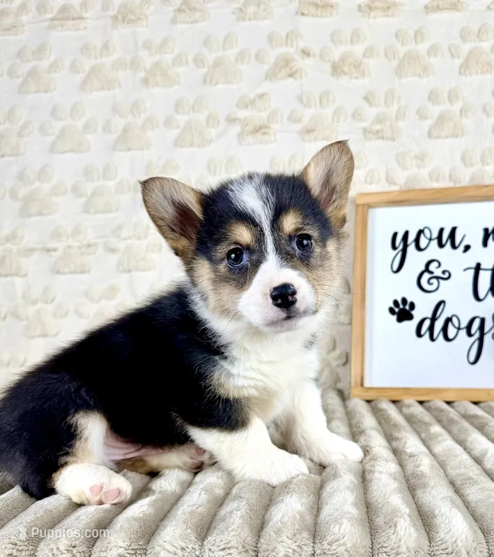 Bo – Pembroke Welsh Corgi puppy for sale in Indianapolis, IN