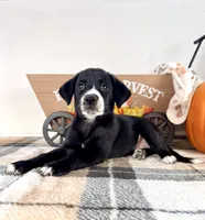 Hazel, a female Border Collie for sale in Indianapolis, IN – 2 of 5