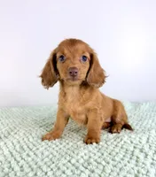 AKC Lillie, a female Miniature Dachshund for sale in Indianapolis, IN – 3 of 5
