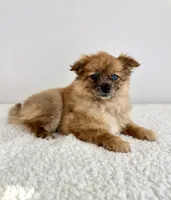Cocoa, a female Pomeranian for sale in Indianapolis, IN – 4 of 5