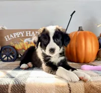 Pumpkin, a female Border Collie for sale in Indianapolis, IN – 3 of 5
