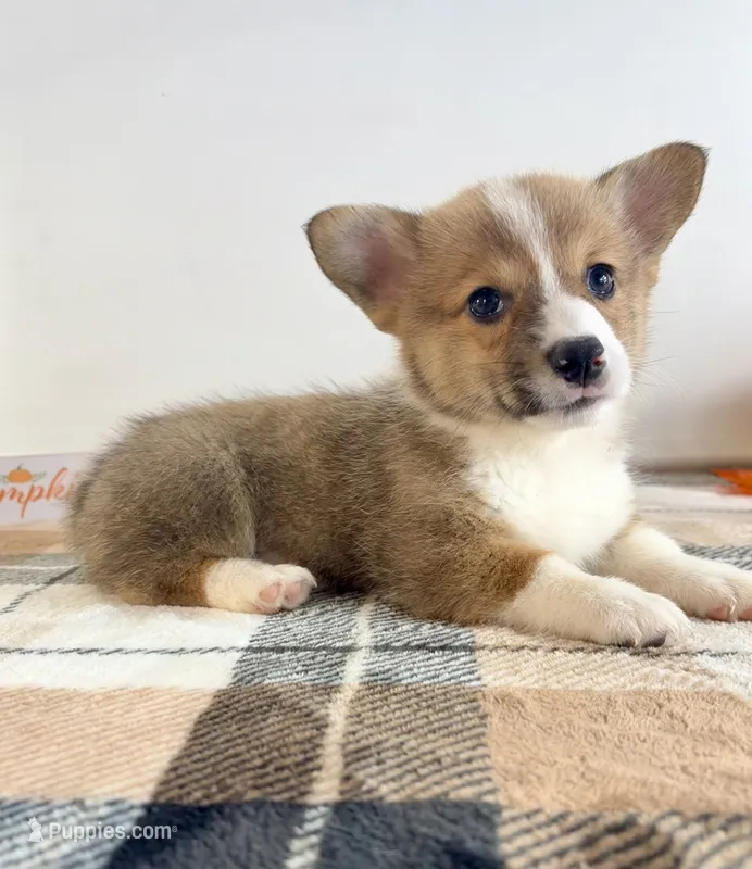 CKC Rio – Pembroke Welsh Corgi puppy for sale in Indianapolis, IN