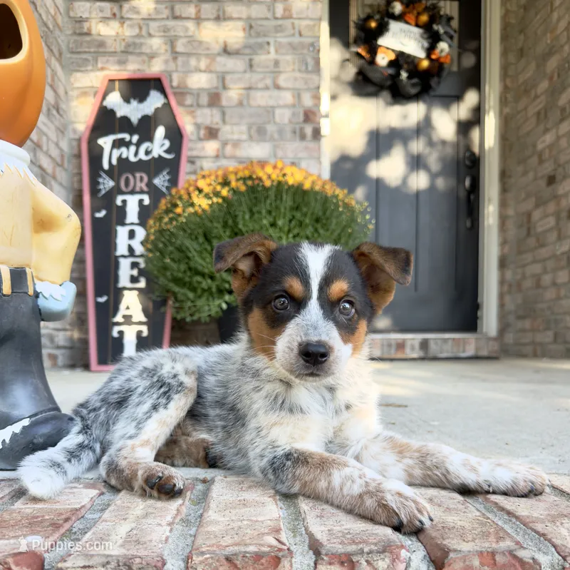 Waylon – Australian Cattle Dog puppy for sale in Indianapolis, IN