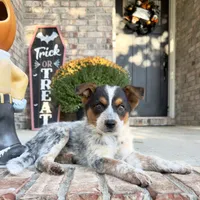 Waylon, a male Australian Cattle Dog for sale in Indianapolis, IN – 1 of 5