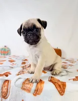 Paisley, a female Pug for sale in Indianapolis, IN – 2 of 5