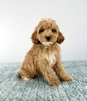 Biscuit, a male Cavapoo for sale in Indianapolis, IN – 4 of 5