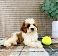 Dory, a female Cavapoo for sale in Indianapolis, IN – 2 of 6