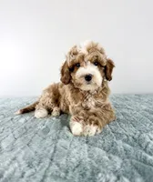Toffee, a male Cavapoo for sale in Indianapolis, IN – 5 of 5