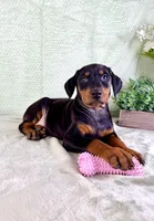 AKC Osiris, a female Doberman Pinscher for sale in Indianapolis, IN – Photo 4 of 5