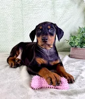 AKC Osiris, a female Doberman Pinscher for sale in Indianapolis, IN – Photo 2 of 5