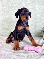 AKC Osiris, a female Doberman Pinscher for sale in Indianapolis, IN – Photo 1 of 5