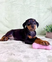 AKC Osiris, a female Doberman Pinscher for sale in Indianapolis, IN – Photo 3 of 5