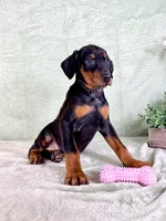 AKC Osiris, a female Doberman Pinscher for sale in Indianapolis, IN – Photo 5 of 5
