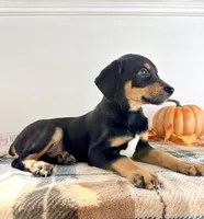 Duke, a male Doberman Pinscher for sale in Indianapolis, IN – 5 of 6