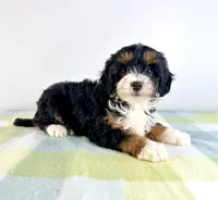 Dolly, a female Miniature Bernedoodle for sale in Indianapolis, IN – 2 of 5