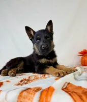 Bear, a male German Shepherd Dog for sale in Indianapolis, IN – 5 of 5