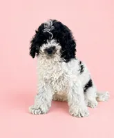 Carly, a female Cavapoo for sale in Indianapolis, IN – Photo 2 of 5