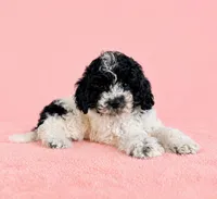 Carly, a female Cavapoo for sale in Indianapolis, IN – Photo 4 of 5