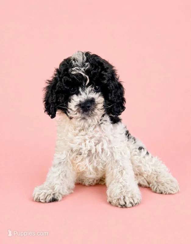 Carly – Cavapoo puppy for sale in Indianapolis, IN
