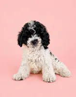 Carly, a female Cavapoo for sale in Indianapolis, IN – Photo 1 of 5