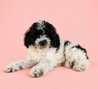 Carly, a female Cavapoo for sale in Indianapolis, IN – Photo 5 of 5