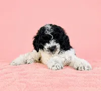 Carly, a female Cavapoo for sale in Indianapolis, IN – Photo 3 of 5