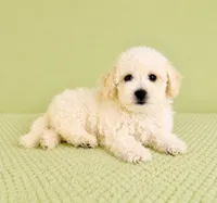 Benson, a male Bichon Frise for sale in Indianapolis, IN – 2 of 5
