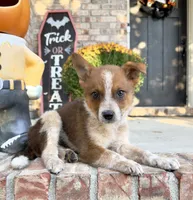 Maverick, a male Australian Cattle Dog for sale in Indianapolis, IN – 4 of 5