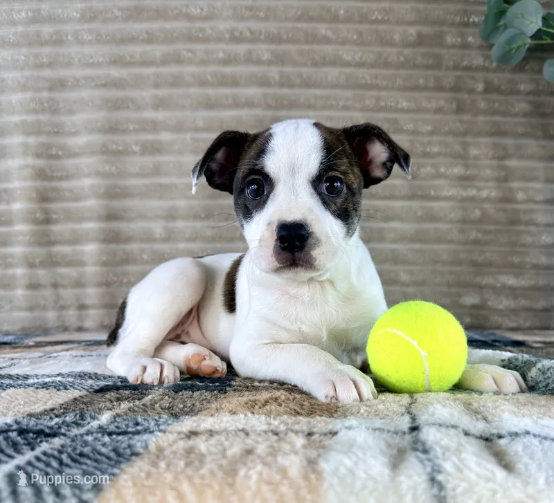 April – Boston Terrier, Rat Terrier puppy for sale in Indianapolis, IN