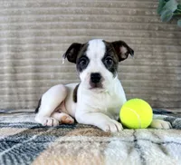 April, a female Boston Terrier and Rat Terrier for sale in Indianapolis, IN – 1 of 4