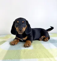 Otis, a male Pembroke Welsh Corgi and Miniature Dachshund for sale in Indianapolis, IN – 3 of 5