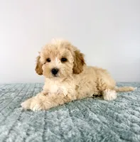 Pudding , a female Cavapoo for sale in Indianapolis, IN – 2 of 5