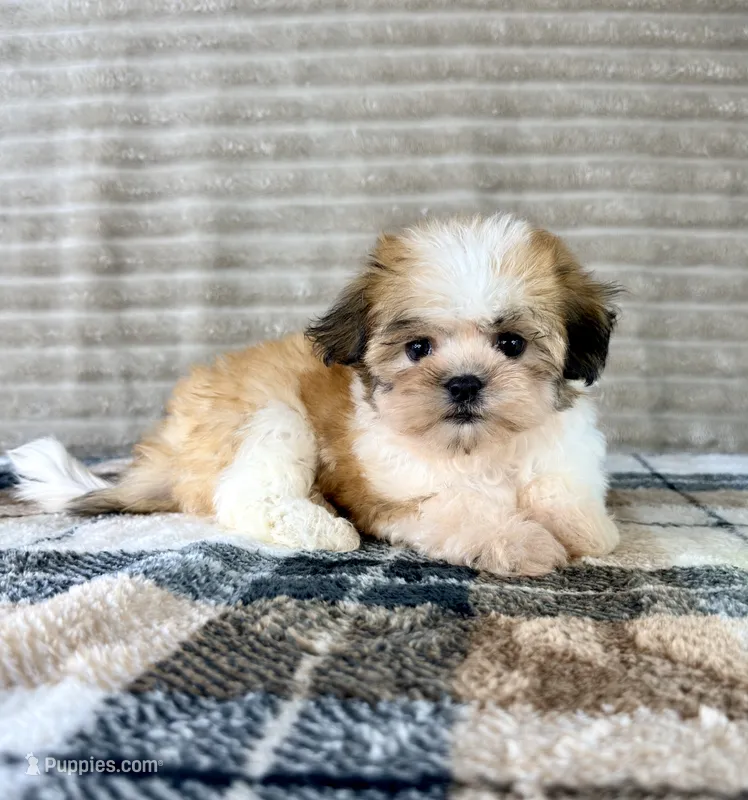Shock – Mal Shi puppy for sale in Indianapolis, IN