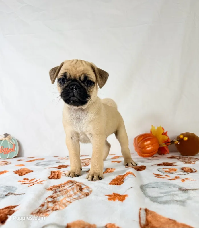 Frank – Pug puppy for sale in Indianapolis, IN