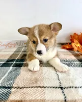 CKC Rio, a female Pembroke Welsh Corgi for sale in Indianapolis, IN – 2 of 5