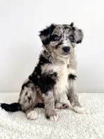 Cookie, a female Aussiedoodle for sale in Indianapolis, IN – 4 of 5