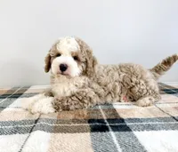 Stuart, a male Miniature Bernedoodle for sale in Indianapolis, IN – 6 of 6