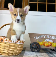 CKC Rio, a male Pembroke Welsh Corgi for sale in Indianapolis, IN – 4 of 5
