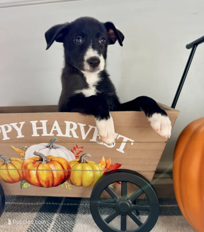 Maple  – Border Collie puppy for sale in Indianapolis, IN