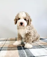Stuart, a male Miniature Bernedoodle for sale in Indianapolis, IN – 4 of 6